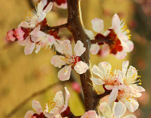 Apricot tree flowers, soft focus. Spring white flowers on a fruit tree branch. Apricot tree in bloom. Spring season, white flowers of apricot tree, close-up. 