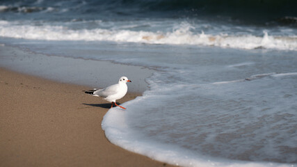 seagull on the beach