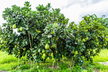 Pomelo fruit or shaddock tree in the garden of agriculture plantation, Hualien Taiwan.