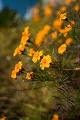 flowers in the garden