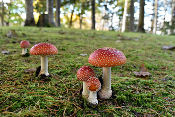 Fly Agaric