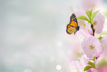 Cherry Flowers in green garden