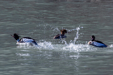 Courting and competing