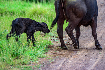 A baby buffalo with his mother in Kruger NP, South Africa.