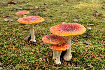 Fly Agaric