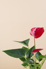 Houseplant red Anthurium andreanum on a beige background. Copy space