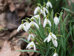 bunch of blooming white snowdrop spring flowers with green leaves on natural bokeh background, selective focus