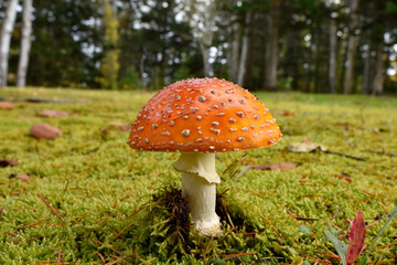 Fly Agaric