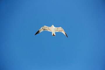 a white gull flying in the blue sky