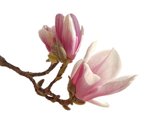 flowers magnolia perfume sky spring season pink