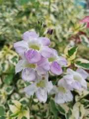 Light Purple Little Flowers