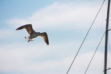 a white gull flying in the blue sky