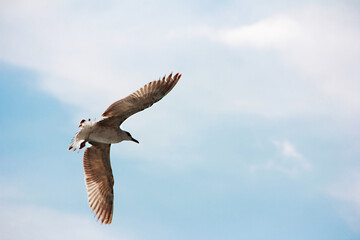 a white gull flying in the blue sky