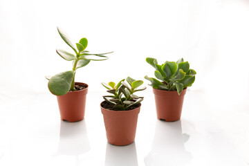 3 Small potted succulents isolated against a white background