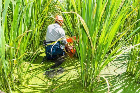 The farmer is harvesting the water bamboo(zizania latifolia) in the field.