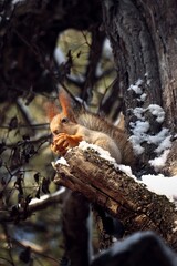 Naklejka na ściany i meble Cute squirrel with walnut on acacia tree in winter forest