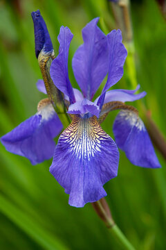 Close up of an Algerian Iris