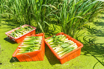 The farmer harvesting the water bamboo(zizania latifolia) in the Nantou's field, Taiwan.