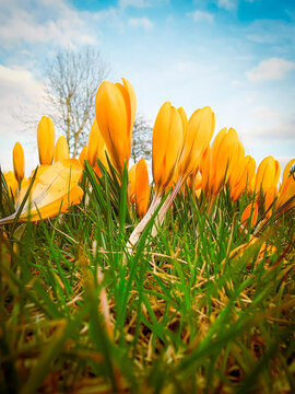 Yellow Crocuses showing the first signs of spring