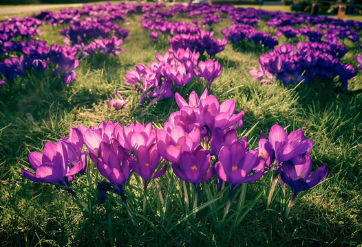 Purple crocuses backlit by the spring sunshine