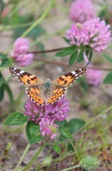 Orange Scarce tortoiseshell (Nymphalis xanthomelas) butterfly sitting on Clover flower with its wings spread open. Yellow-legged tortoiseshell pollinating trefoil flower. Spring meadow wildlife.