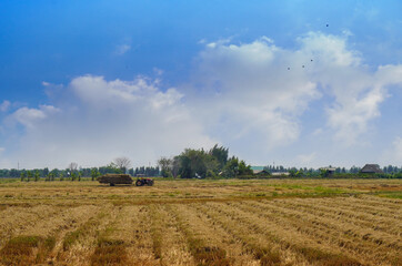 Fototapeta na wymiar side view tractor hauls straw in the white clouds and blue sky background, nature, copy space