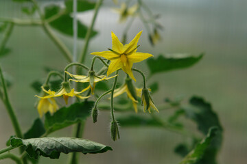 A close up of yellow tomato flowers and buds, selective focus, blurred background, copy space for text