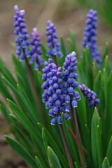 Fototapeta premium A close up of blue flowers of Armenian grape hyacinth (Muscari armeniacum) in the garden