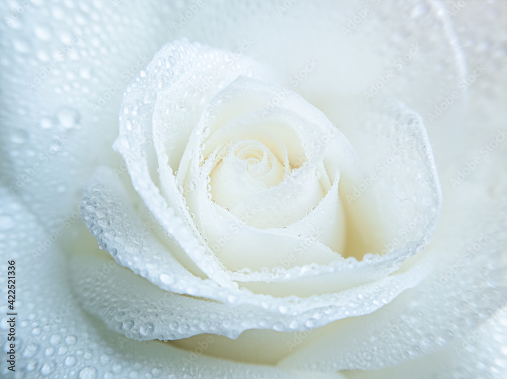 Wall mural white rose macro photography with water drops on petals.