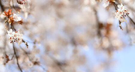 Beautiful Nature Scene with Blooming Tree and Sun Flare. Spring Flowers