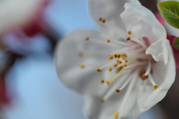Fototapeta premium Close up macro photo of beautiful apricot tree in blossom as seen at spring