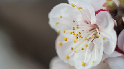 Close up macro photo of beautiful apricot tree in blossom as seen at spring