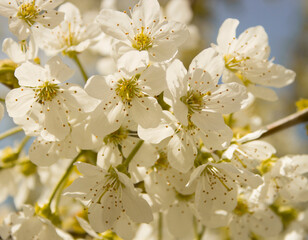 Blooming branch of sweet cherry tree. Spring cherry blossom in garden, soft focus. White fruit flowers on blurred background. Natural backgrounds.