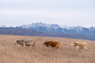 Naklejka na ściany i meble Cows in the wild. Three cows walking on dry grass field on snowy mountains background.