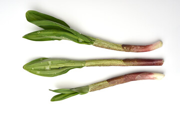 ギョウジャニンニク