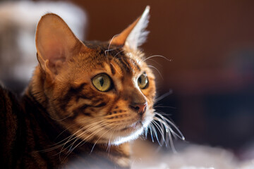 Close-up Portrait of  Adorable breed Bengal kitty