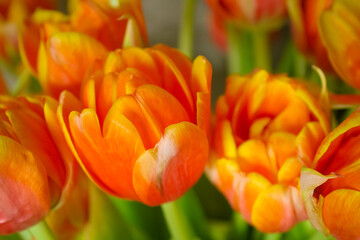 Close-up of a red-yellow tulips on a light pastel background.  Cute multicolored tulips, spring red, orange flowers.