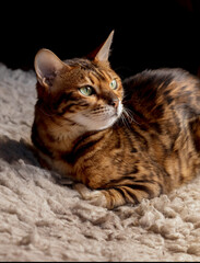 Cute small tabby Bengal kitten sits on the couch, copy paste concept, soft focus