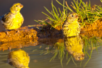 Serin, Serinus serinus, Forest Pond, Mediterranean Forest, Castile and Leon, Spain, Europe