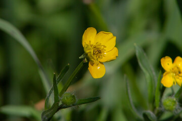Close up of Ranunculus arvensis,as known as the corn buttercup, with Bright yellow flowering , is a plant species of the genus Ranunculus native to Europe