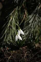 Two snowdrops are blooming under a pine tree in the forest.