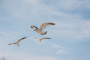 Obraz premium Many beautiful white and gray sea gulls fly against the blue sky, soaring above the clouds on a sunny day. Photography of birds.