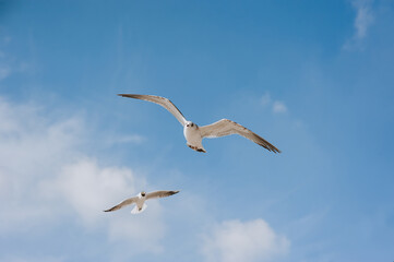 Obraz premium Many large, beautiful white sea gulls fly against the blue sky, soaring above the clouds and the ocean with their long wings spread. Spring photography of birds.