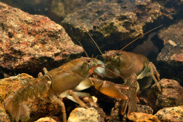 ニホンザリガニの喧嘩