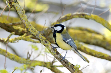 mésange charbonnière (parus major)