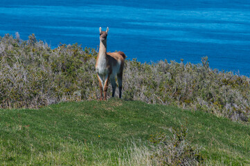 Guanako Lama on guard watching in camera on bank of Magellan Straight in Chile 