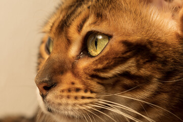 Close-up Portrait of  Adorable breed Bengal kitty