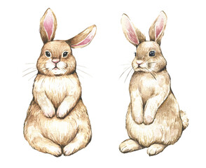 Watercolor Rabbit,Bunny set . Watercolor illustration isolated on white background. High quality illustration
