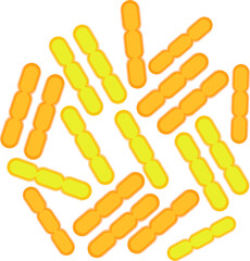 Lactococcus lactis. Bacteria close-up. Vector image in flat style.