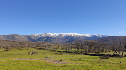Landscape of a meadow with the Sierra Nevada in the background